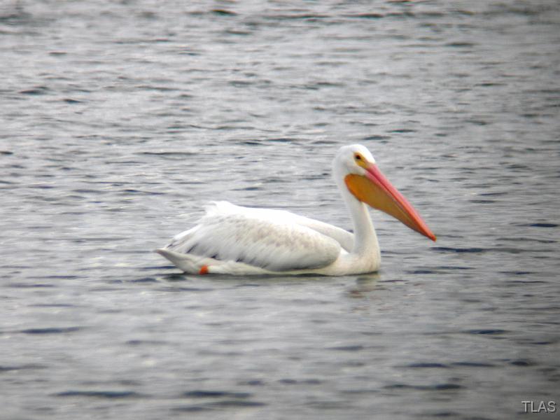 American White Pelican